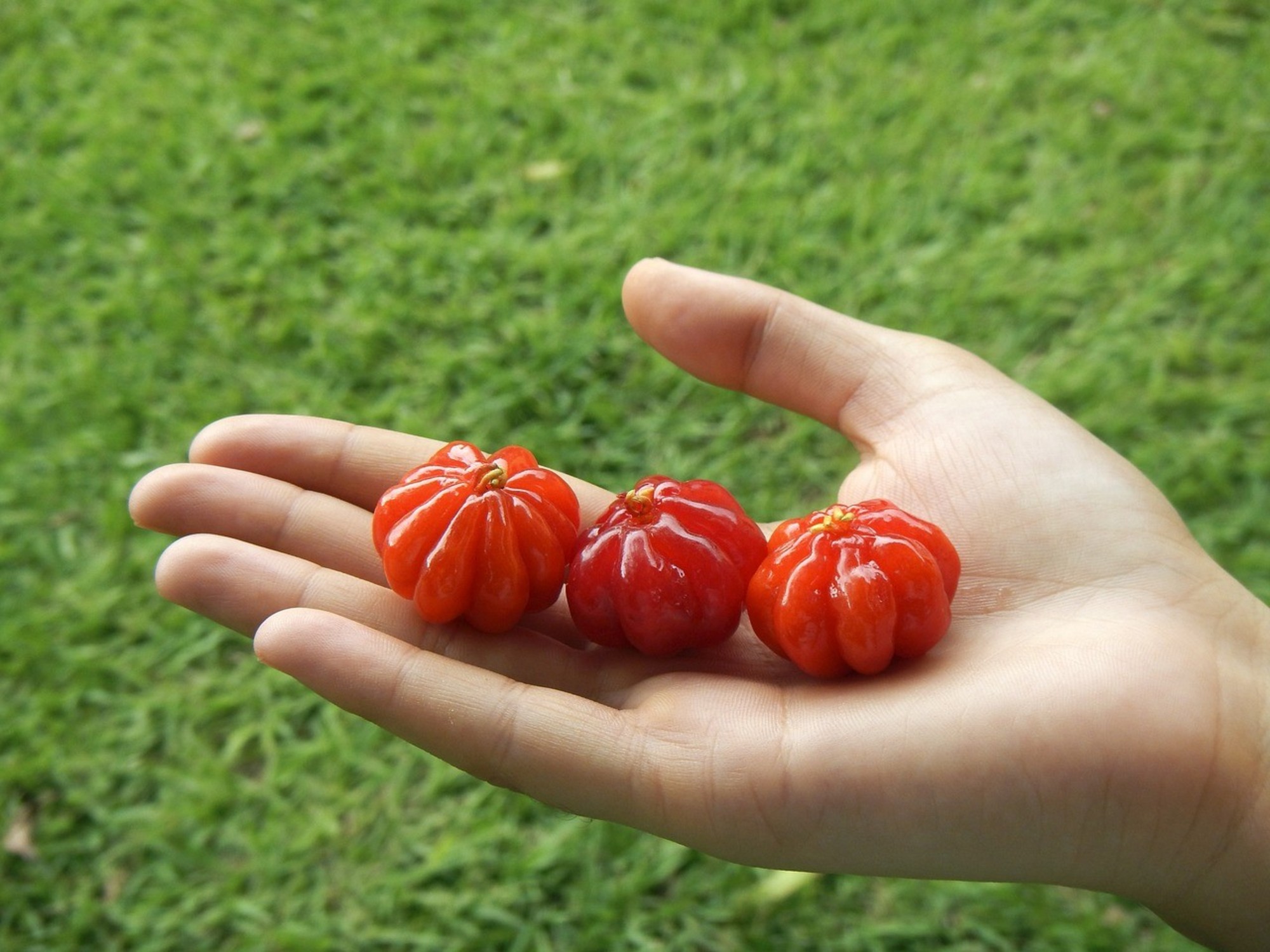 La Pitanga es apreciada tanto por su sabor como por sus propiedades nutricionales, ya que es rica en vitamina C, antioxidantes y otros nutrientes.