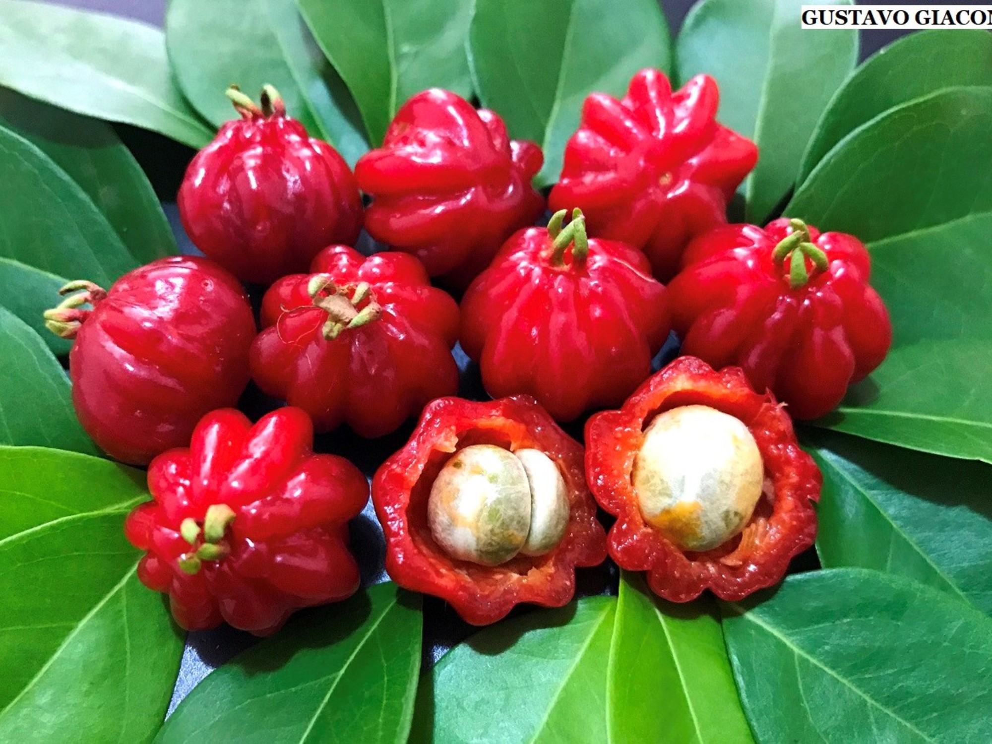 Cuando está maduro, el fruto de la Pitanga es jugoso y sabroso, con un sabor dulce y ligeramente ácido.
