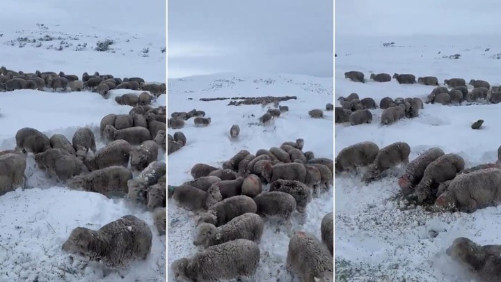 Ovejas bajo nieve, las postales que difundieron productores de la zona sur de Chubut y se viralizaron en las redes.