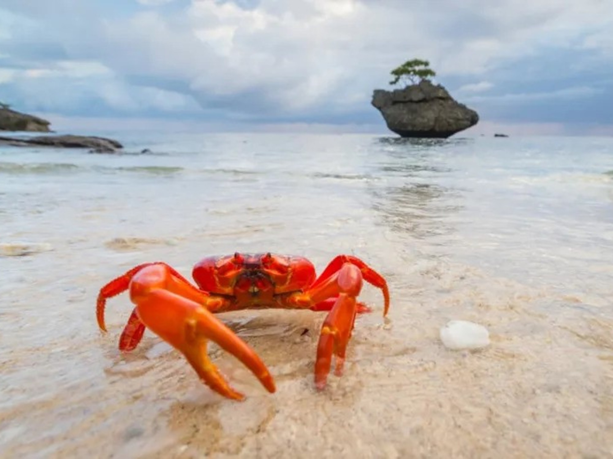 Los cangrejos machos, que son más grandes, suelen llegar primero al mar. Foto: Parque Nacional Isla de Navidad.