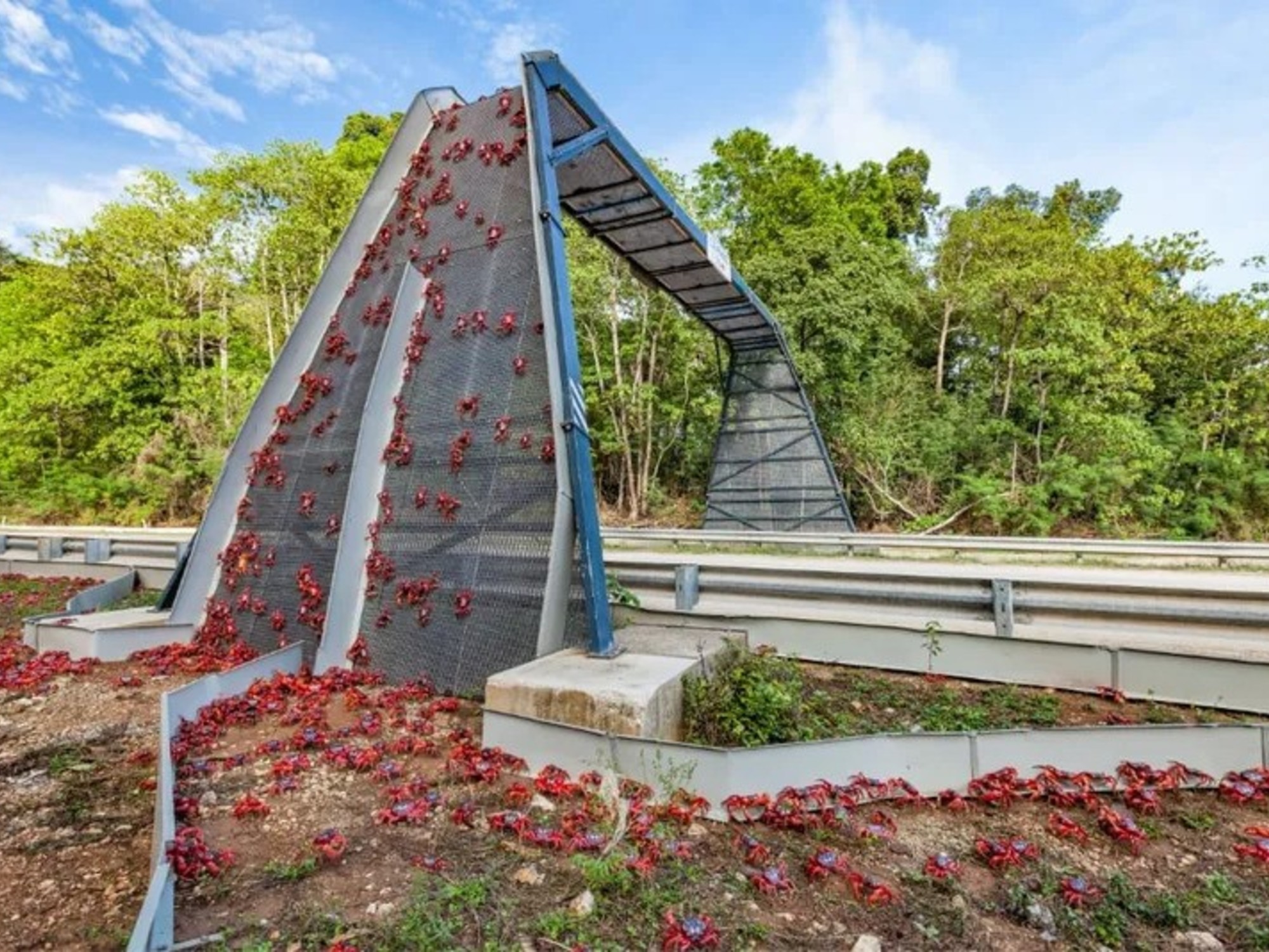Para proteger a los cangrejos, algunas secciones de rutas pueden cerrarse durante parte o todo el día en el pico de la migración, Foto: Parque Nacional Isla de Navidad.