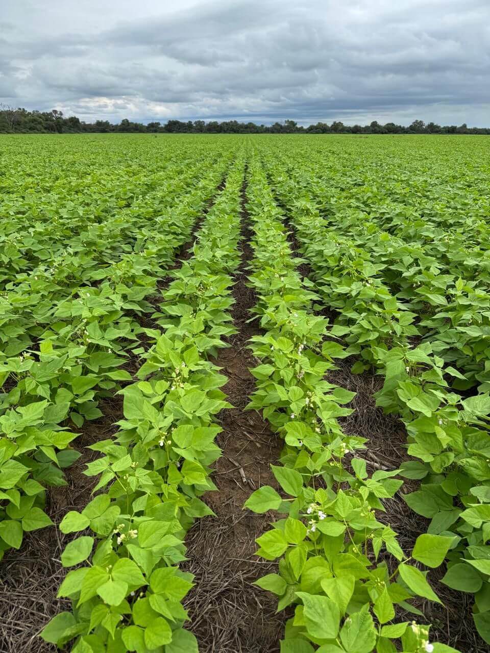 WhatsApp Image 2026 02 09 at 17.05.26