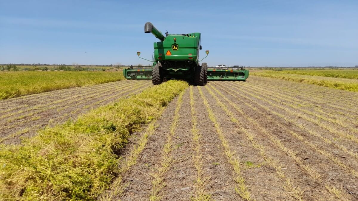 AMUCHASTEGUI GARBANZO Amuchastegui03 cosecha