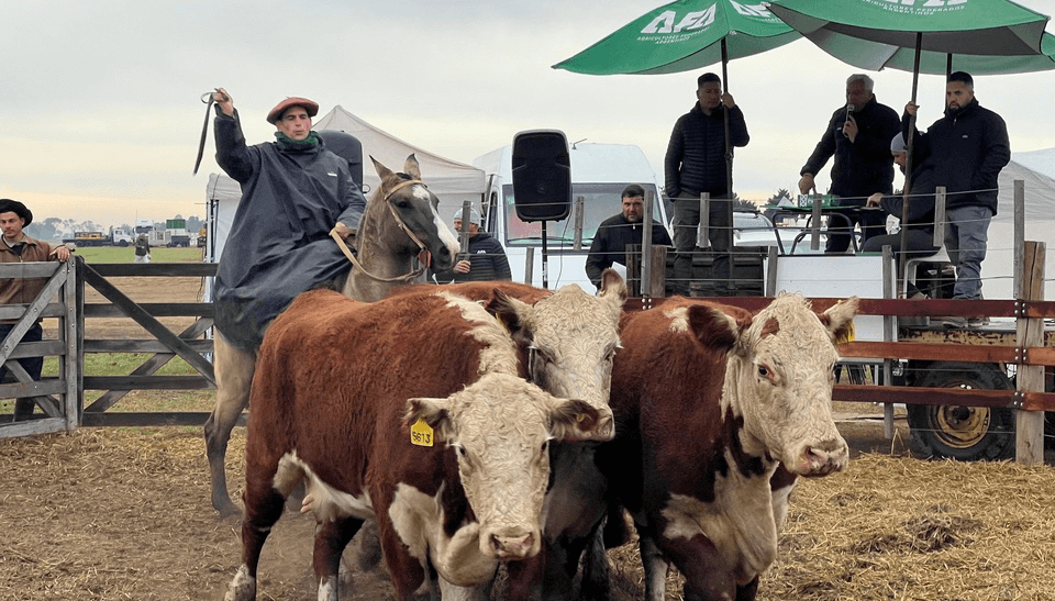 remate bovino agroactiva afa