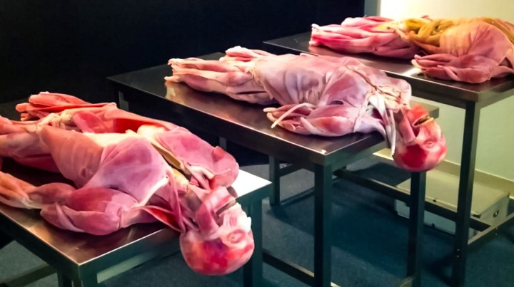 La creación de cuerpos sintéticos.