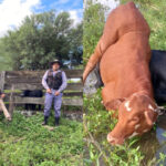 Tras un seguimiento de 12 kilómetros por el monte, recuperaron ganado robado