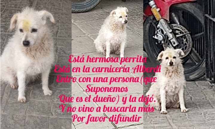 Abandonaron a una perrita frente a una carnicería y buscan ayuda para encontrarle un hogar