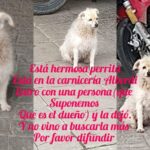 Abandonaron a una perrita frente a una carnicería y buscan ayuda para encontrarle un hogar