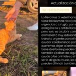 Buscan ayuda urgente para un gatito atropellado que necesita una cirugía de columna