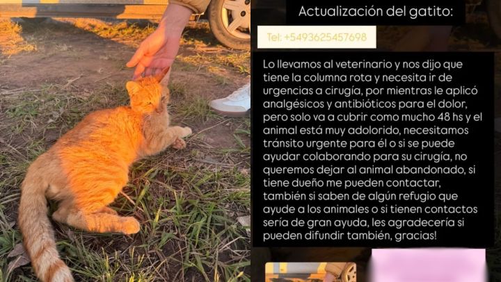 Buscan ayuda urgente para un gatito atropellado que necesita una cirugía de columna