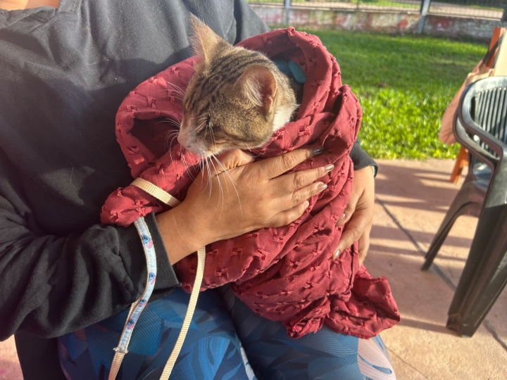 Castrarán gatos gratis en Villa Prosperidad: días, horarios y requisitos