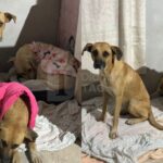 Encontraron a los perros del Parque de la Democracia: uno de ellos volvió con su dueño