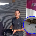 Encontraron una cría de yacaré en una casa y lograron rescatarlo