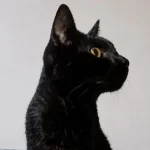 Buscan desesperadamente a Bichi, un gatito que es acompañante terapéutico
