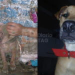 Piden ayuda para costear el tratamiento de «Tomás», un perrito rescatado de la calle