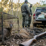 Corrientes: el STJ revocó un sobreseimiento y reactivó una causa por depredación de fauna silvestre