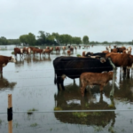El Servicio Meteorológico Nacional se prepara para anticipar fenómenos de alto impacto por «El Niño»