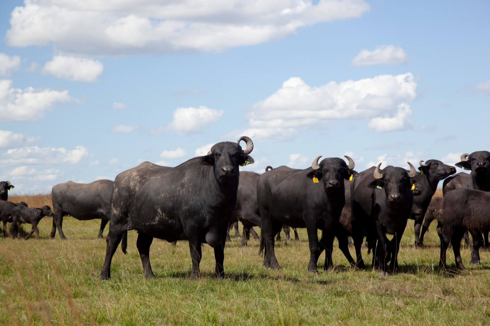 Los búfalos pisan fuerte: el rodeo argentino no para de crecer y tienen una gran oportunidad exportadora 2 bufa