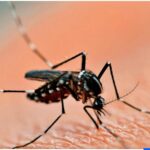 Piden reforzar la prevención en el norte argentino ante posible brote de dengue