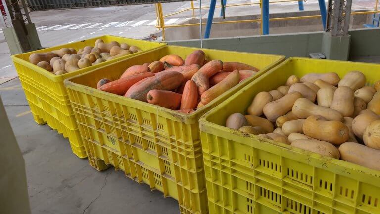 Una gigante mundial de los alimentos cerró una planta en Mendoza: productores de vegetales, afectados 3 zapallos unilever