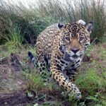 Yacyretá profundizará la cooperación para la recuperación de fauna amenazada en Corrientes
