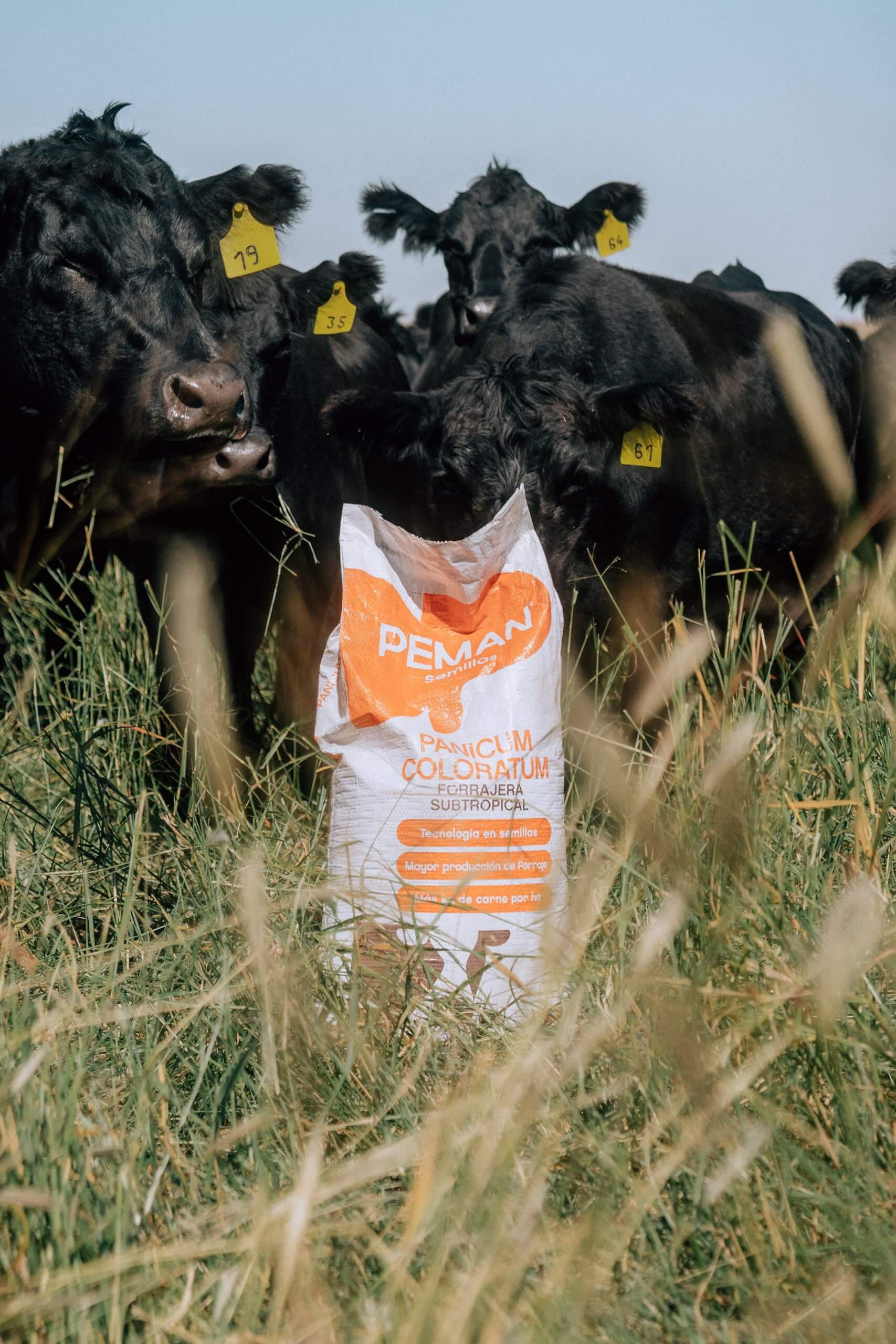 Genética forrajera: el desafío de llevar las pasturas subtropicales a los campos donde manda el frío 2 IMG00931.jpg scaled