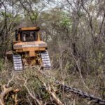 Arrasaron más de 3.300 hectáreas de bosques en Salta y avanzan sobre territorios de comunidades wichí
