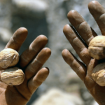 Corrientes y dos provincias salen a promover inversiones en nueces, avellanas y almendras
