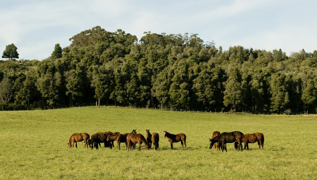 caballos senasa